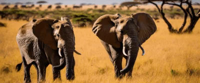 Safaris d’exception : notre sélection de 7 circuits à vivre en Afrique du Sud